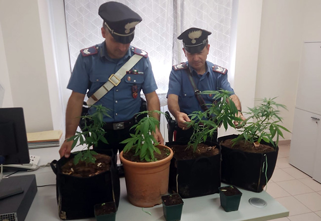 Carabinieri, a Montopoli di Sabina sequestrate sette piantine di marijuana 
